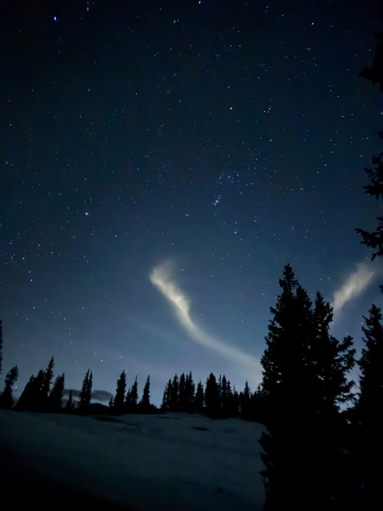 starry winter night in the forest